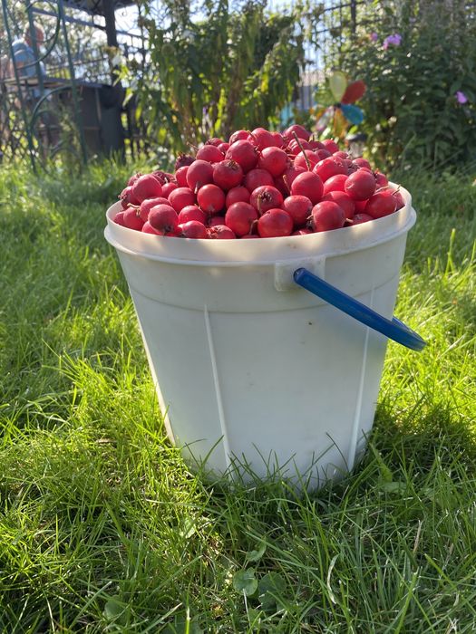 Продам ягоду боярышника