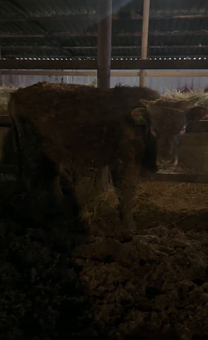 Бычки 5 голов на откорме