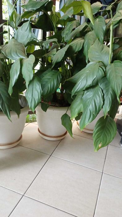 Садовые и комнатные растения!