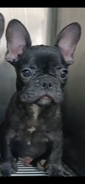 Bulldog francez mascul negru