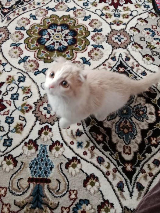 Mushukcha scottish fold