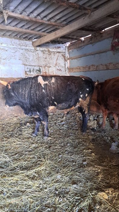 Продам 2 бычков на мясо или развод