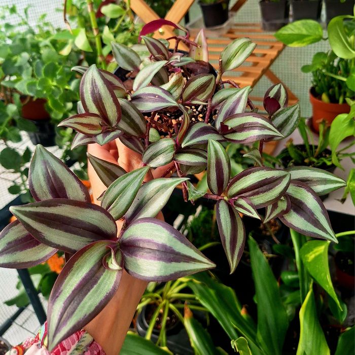 Plante de interior
