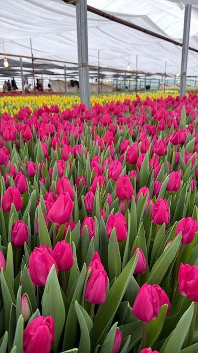 Тюльпаны оптом и в розницу