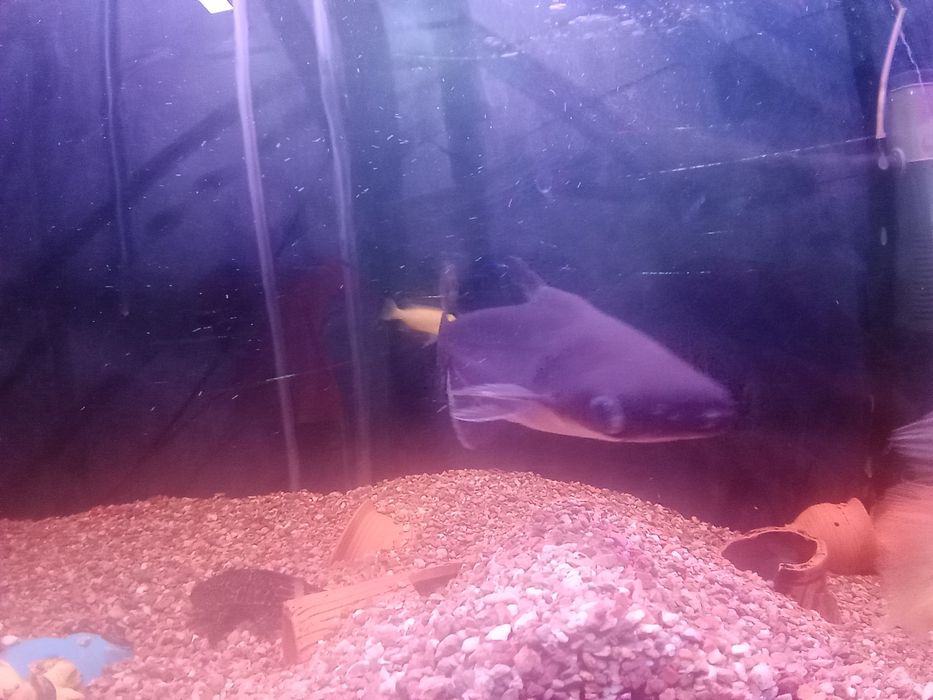 Продаётся рыбки аквариумные.