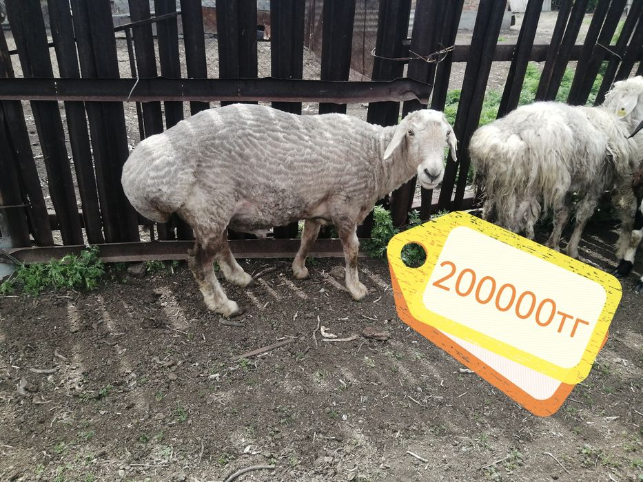 Продам баран на мясо