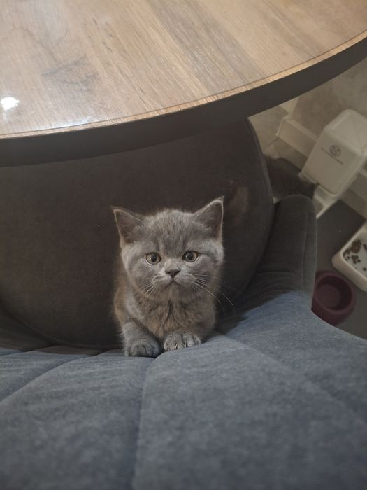 Британские котята