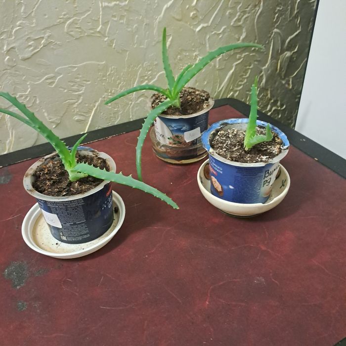 Продам цветы комнатные ,алоэ