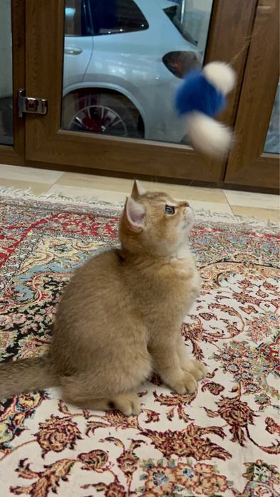 Продаются котята Британские Шиншиллы пу11