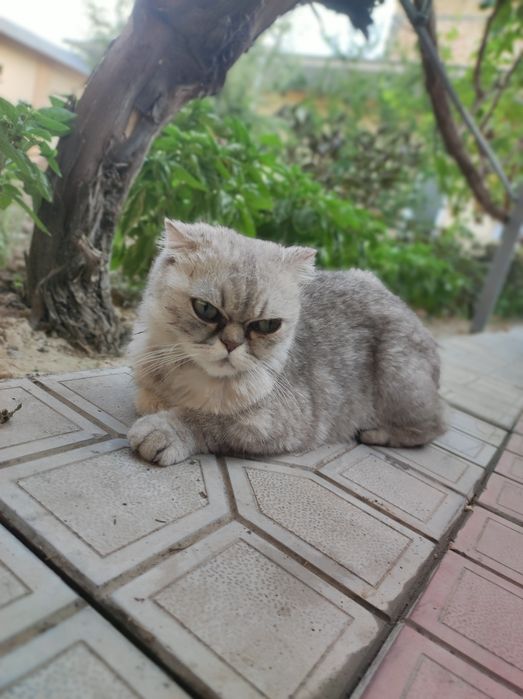 Scottish fold sotiladi