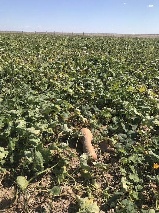 Продам тыква рамашка крошка