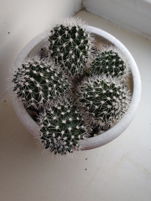 Кактус маммилярия бакеберга