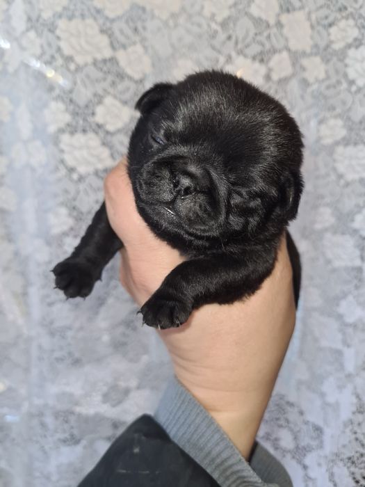 Продам щенков мопса.