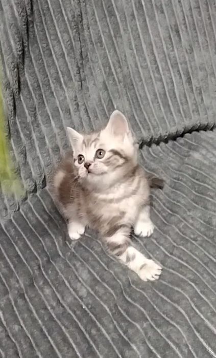 Мальчик. Скоттиш страйт.