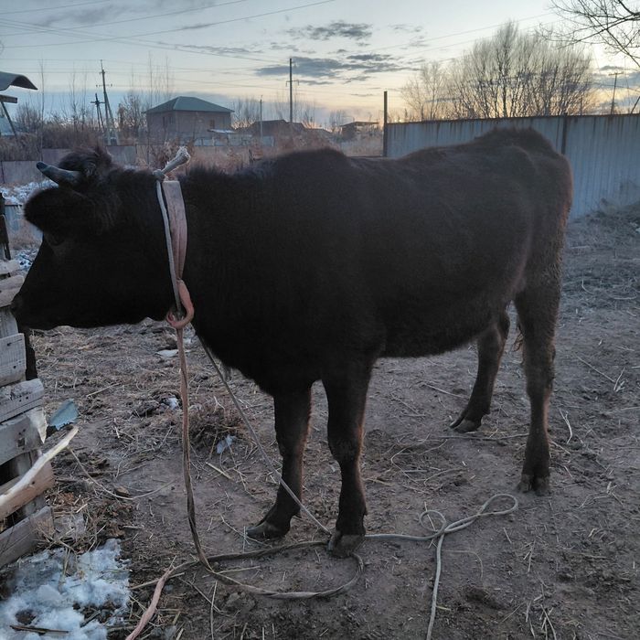 Не стельная тёлка (немка).