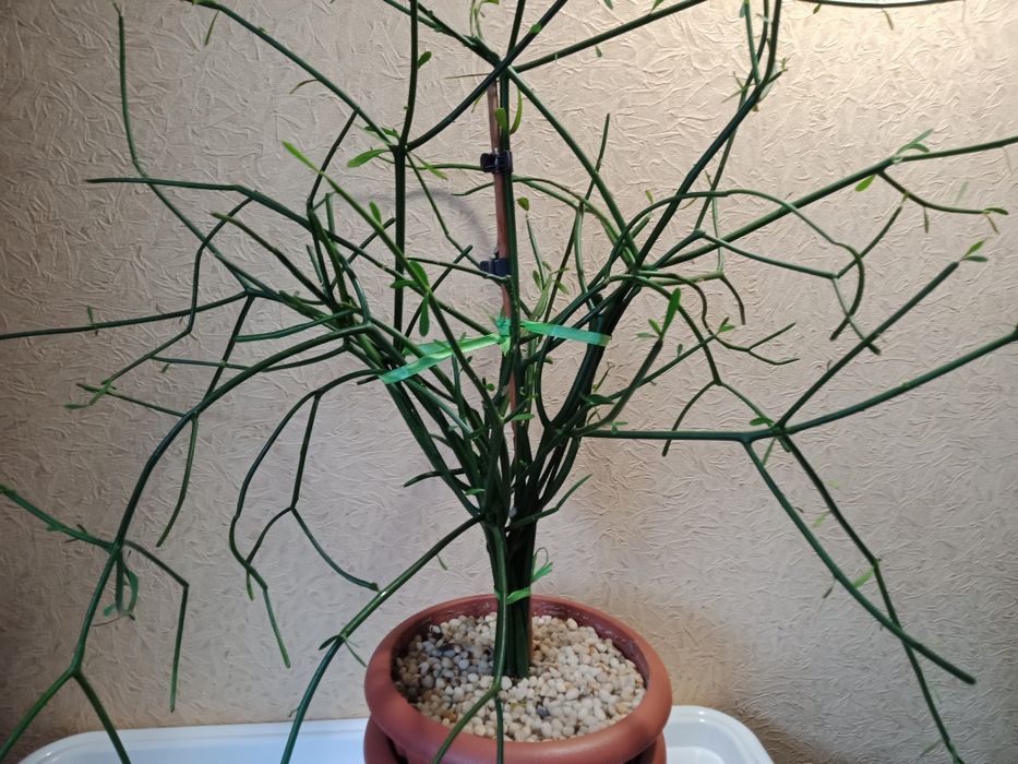 Продам молочай Тирукалли