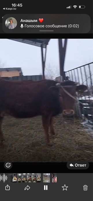 Продам корову 3 года