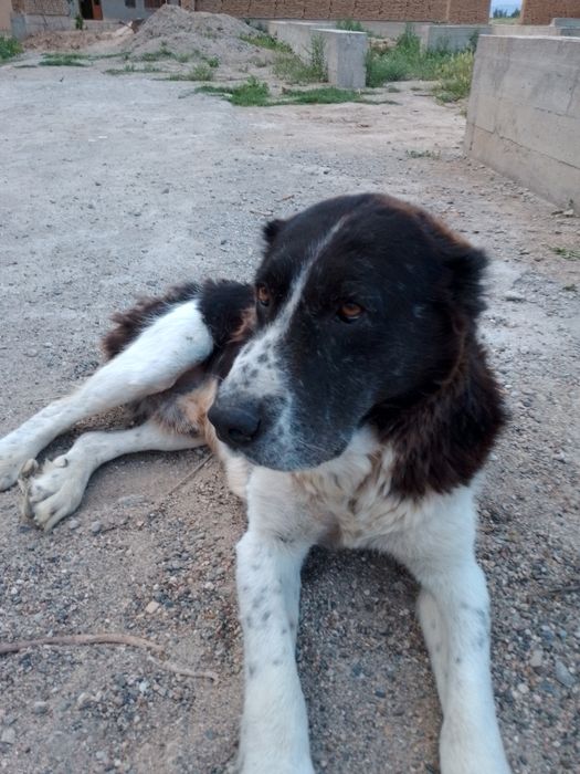 Alabay sotiladi Boʻribosar it