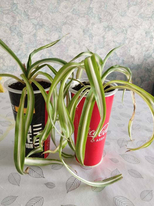Продам хлорофитум Бони кудрявый