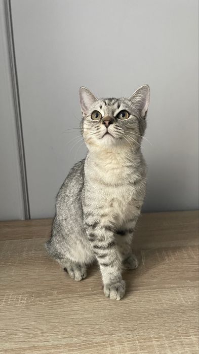 Шиншилла котенок