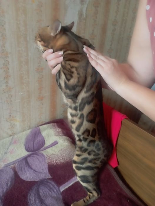 Бенгальский чистокровный кот на вязку