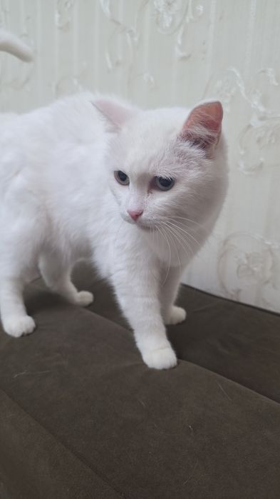 Отдадим в добрые руки