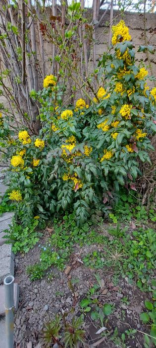 Магония подуболистная,кустарник