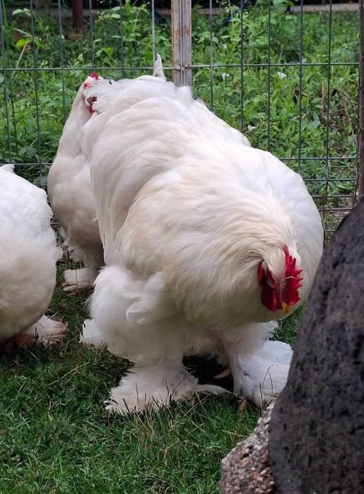 Familie cochinchina urias alb TRANSPORT GRATUIT