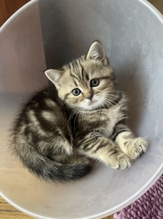 Мраморный британец котёнок
