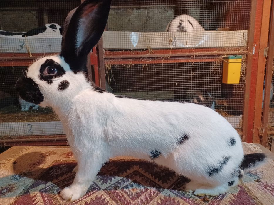 Uriaș pestriț, uriaș galben, berbec