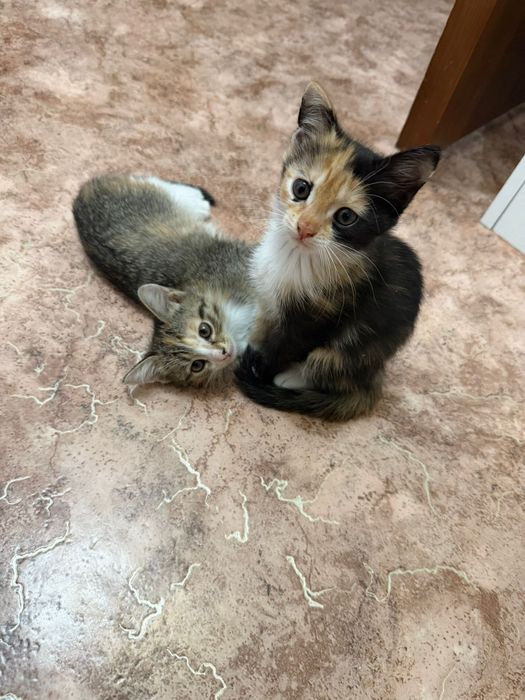 Отдам в хорошие руки