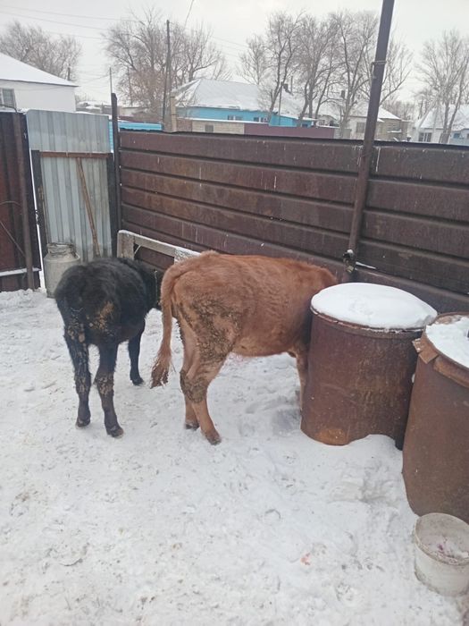 Продам телочку мартовскую