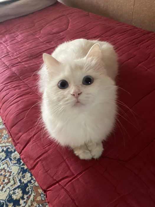 Ищем кота для невесты