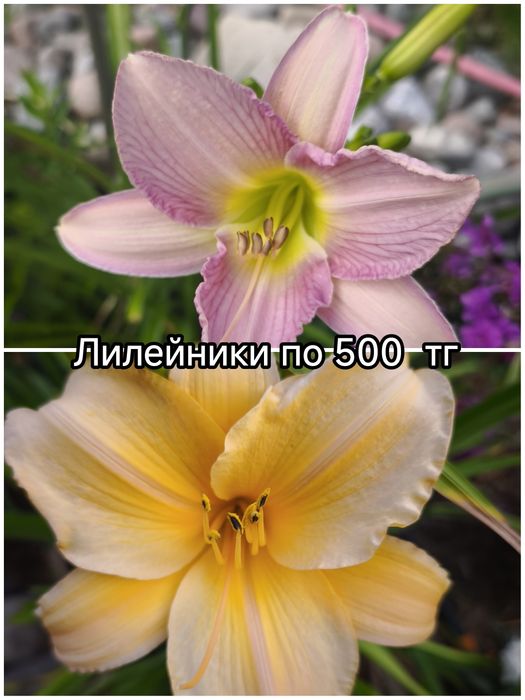 Цветы для красивого сада