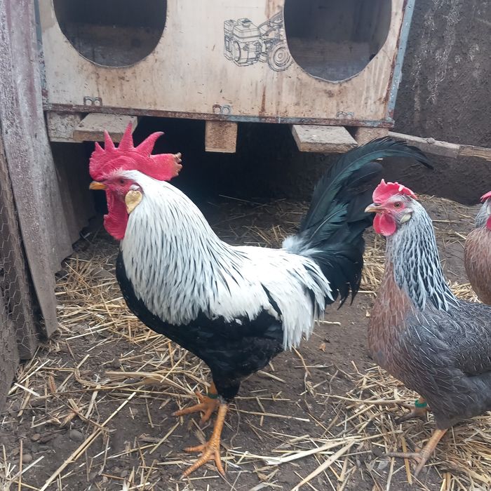Ouă de incubat și pui de 1 zi