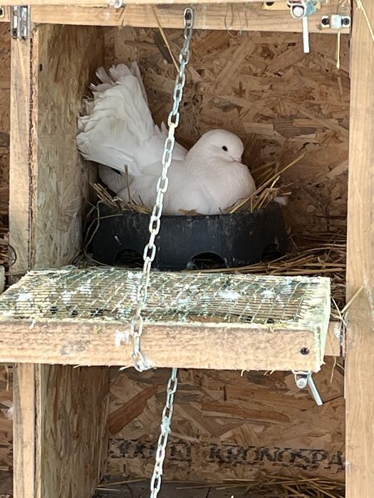 Porumbei de ornament