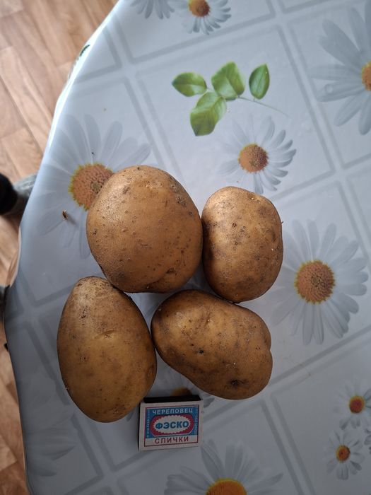 Продам картофель домашний
