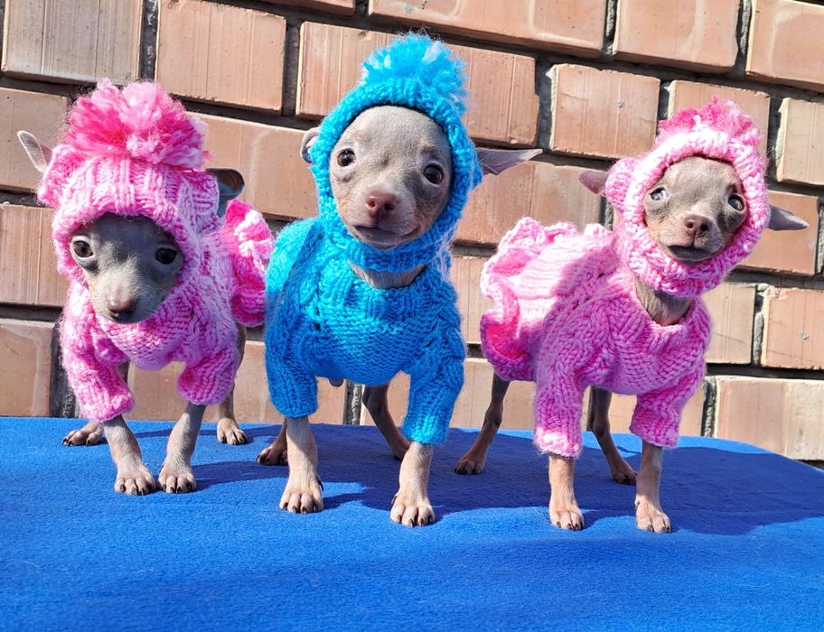 Готовятся к продаже щенки  Русского  Тойтерьера