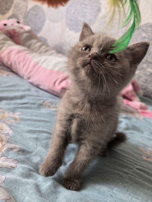 Отдам котёнка девочку