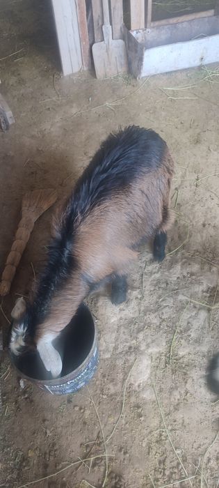 Ешкі лақтарымен  сатылады