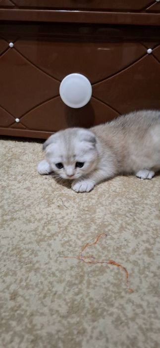Котята Скоттиш фолд√