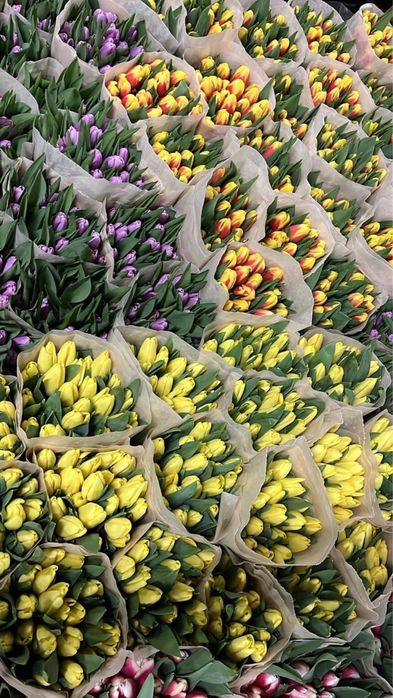 Тюльпаны оптом 700тг