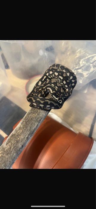 Ковровый питон змея