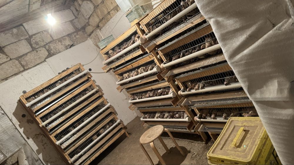 Клетка переплов