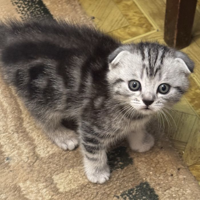 котята , с родословной