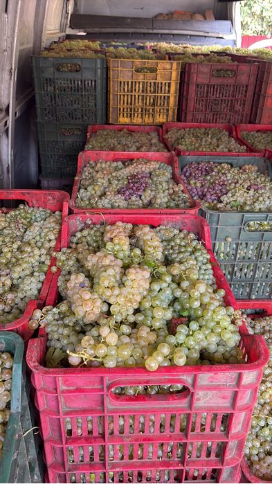 Vand struguri de vin