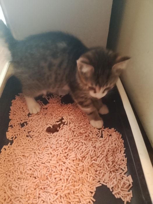 Котенок мальчик отдам