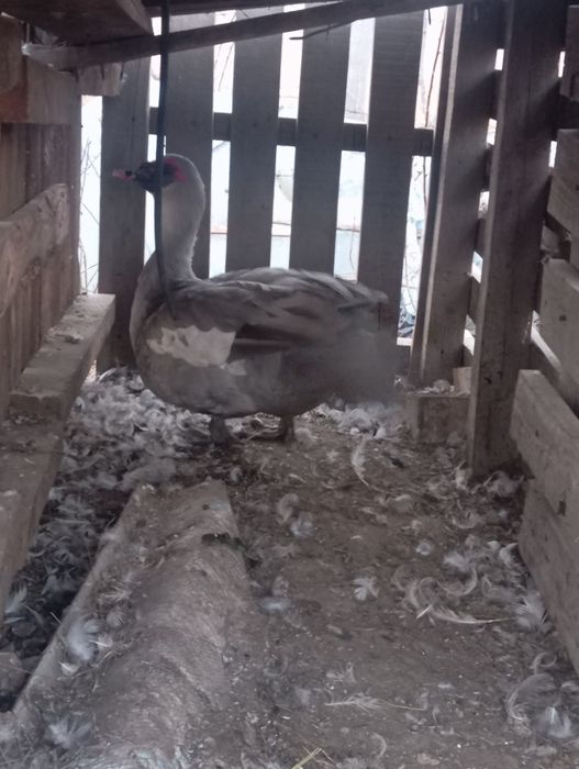 Продаю индоуток !!!молодых