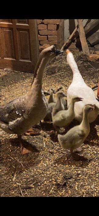 Vând gâscan in vârstã de 3 ani