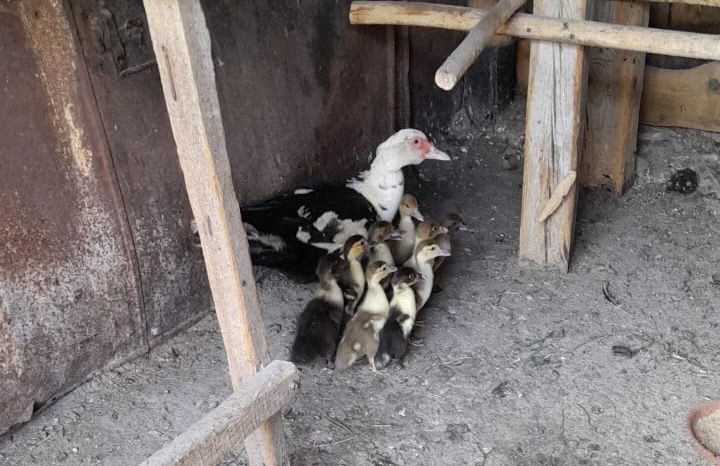 Продам индоутку с 10 утятами